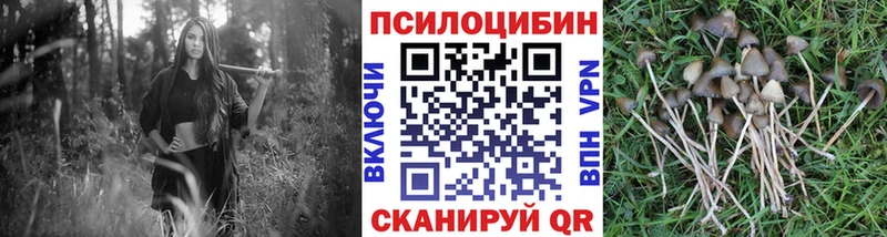 Галлюциногенные грибы Psilocybe  Гулькевичи 